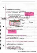 Foundations of Physiology-- membranes, proteins, neurons, synaptic transmission,