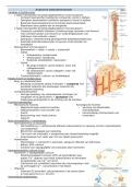 Samenvatting Anatomie en Fysiologie: Beenderstelsel