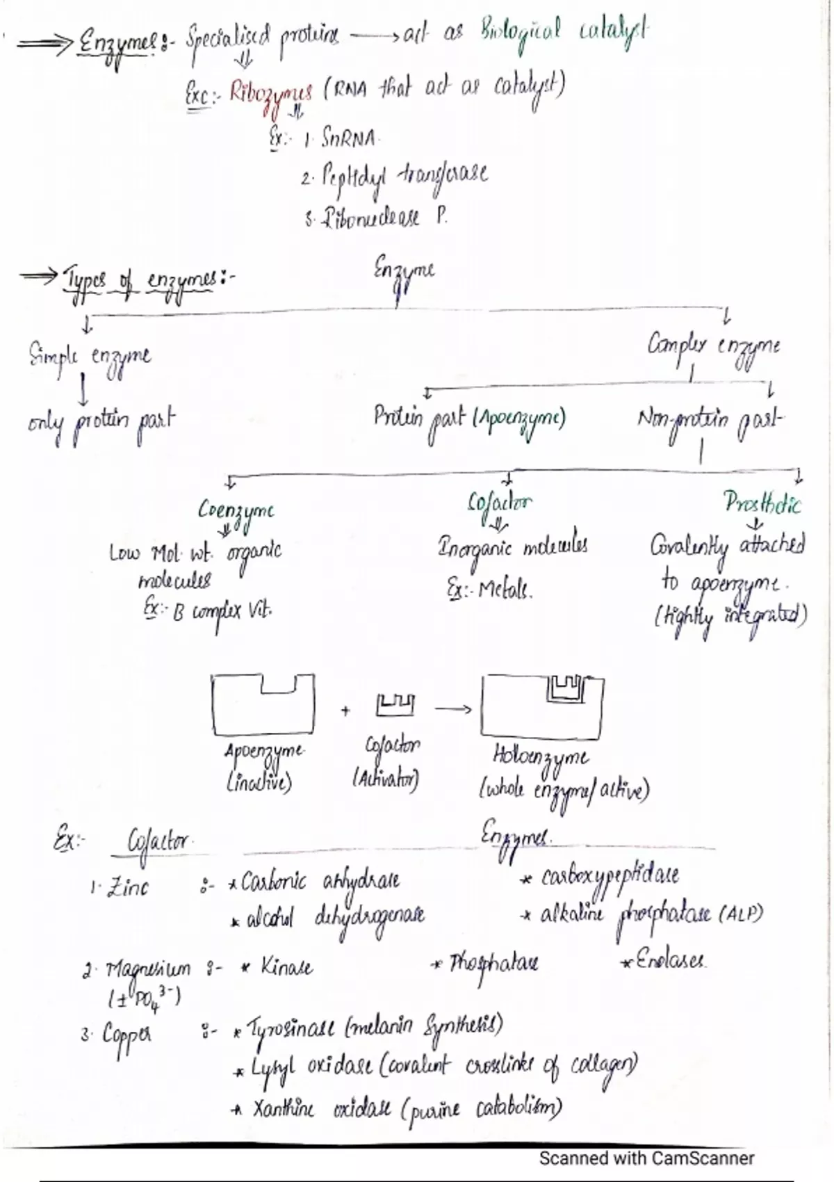 Enzymes Biochemistry notes Stuvia US