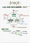 The Calvin Cycle Notes