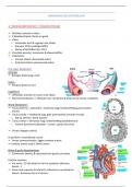 Het cardiovasculair systeem en de anatomie van het zenuwstelsel (LP4)