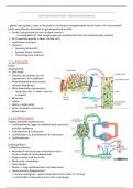 Anatomie van het lymfevatenstelsel (LP5)