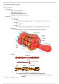 Introductory Mammalian Physiology (PHOL0002) Notes - The Cardiovascular and Nervous System