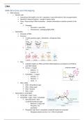 Essential Molecular Biology (BIOC0007) Notes - DNA