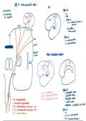 Examenvragen neuroanatomie (Prof Van Loon) systemische anatomie 
