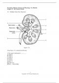 Test Bank of Chapter 15 The Unirary System I Essentials of Human Anatomy and Physiology 11e (Marieb)