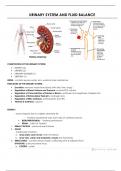 Class Notes (Summary) Urinary System and Fluid Balance I Anatomy and Physiology