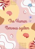 Human nervous system-Summary Grade 11(IEB)