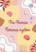 Human nervous system-Summary Grade 11(IEB)