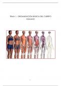 ORGANIZACIÓN BÁSICA DEL CUERPO HUMANO