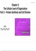 protein synthesis and cell division