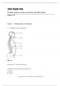 Test Bank for Essentials of Human Anatomy & Physiology 13th Edition Marieb.pdf