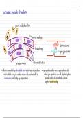 cardiac and muscular system structure and function