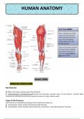 Class notes Gross Anatomy   Clinically Oriented Anatomy, International Edition