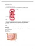 Notes about Digestive System_Anatomy and Physiology