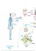 Resumen - Sistema Nervioso