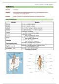 Anatomie, histologie & fysiologie SV: BL2