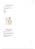 Ch 19 Endocrine System Notes