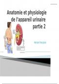 Anatomie et physiologie de l'appareil urinaire