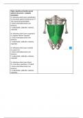 blok 1.3 anatomie spieren origo, insertie, functie in latijn