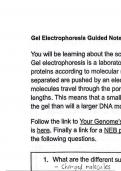Gel Electrophoresis ~ Biotechnology
