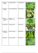 Samenvattingstabel Herbarium 2023-2024 -  Toegepaste plantkunde: morfologie en diversiteit (I002420)
