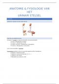 Anatomie en fysiologie van het urinair stelsel