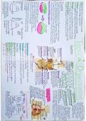 GCSE Biology (AQA Grade 9-1) Revision Poster on Topic 2 Organisation Structure