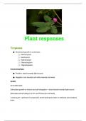 plant responses and hormones summary 