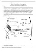 Gene Expression&mdash;Transcription How is mRNA synthesized and what message does it carry&quest; Why&quest;