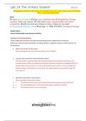 Straighterline Anatomy & Physiology II LAB BIO 202L Lab 14 The Urinary System Worksheet (New Version December 2023)