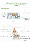 Synapses physiology med school notes