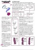 DNA Structure - Biochemistry