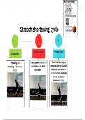 Stretch shortening cycle - muscular  skeletal system
