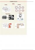 Lecture notes for Human Anatomy | Embryology