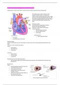 GCSE PE OCR - cardiovascular, breathing etc 