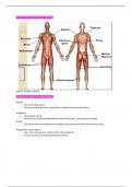 PE GCSE OCR - muscles 