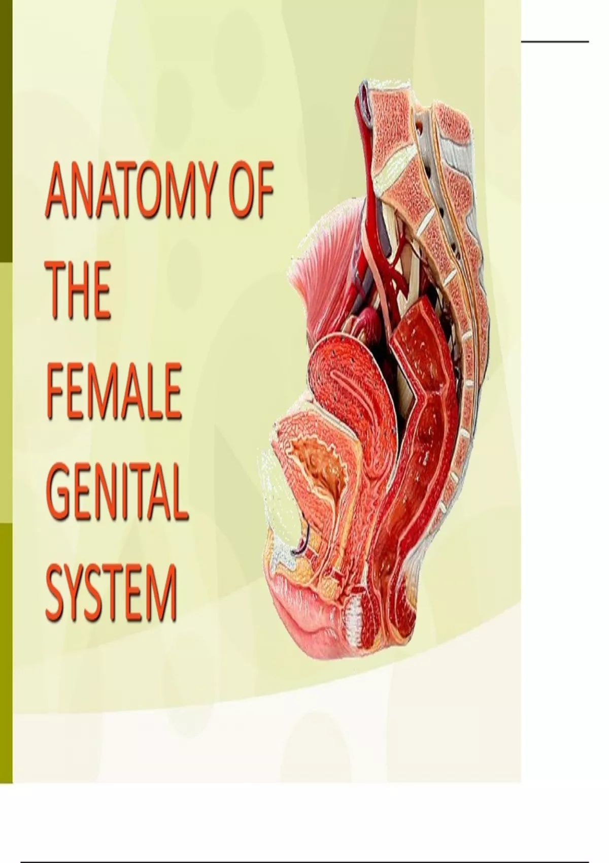 Female Genital System Anatomy - Nursing - Stuvia US