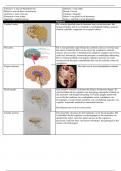 Samenvatting onderdelen + stoornissen brein -  Neuropsychologie (P_BNEUROP)