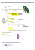 Biologie voor jou Havo 4 Thema 1 schema bouw cellen