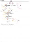 Alle pathways van Biochemie 1