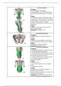 anatomie 2 onderste kwadrant: alle spieren