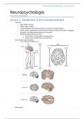 Neuropsychology College Notes (P_BNEUROP) 
