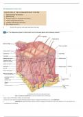 The Integumentary System review 