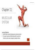 Muscular system 