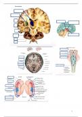 Afbeeldingen om ALLE hersenonderdelen voor Biologische Psychologie I Inleiding in te oefenen
