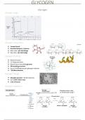 BIOL1024- Fundamentals of Biochemistry- Semester 2 lecture notes