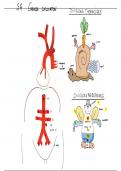 anatomie du systeme cardio vasculaire 2