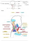 anatomie de la tête et du cou 
