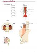 anatomie du système uro-génital